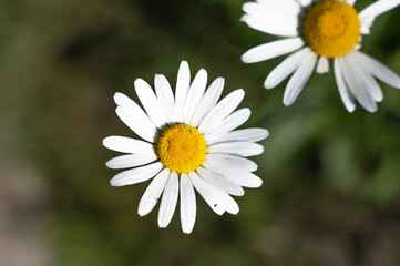 Fototapeta premium Stunningly Beautiful Daisies in Full Bloom Set Against a Captivating Natural Background