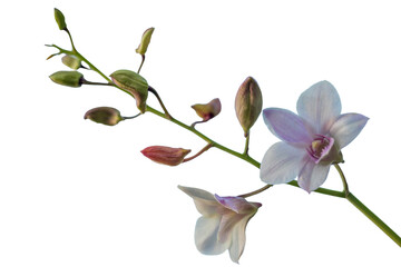 Fototapeta premium A beautiful spring blossom featuring a pink orchid and a branch of purple lilac flowers isolated on white