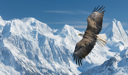 Bald eagle flying over snow-covered mountains. American bald eagle bird of prey in its natural alpine habitat with mountains and clear blue sky on background