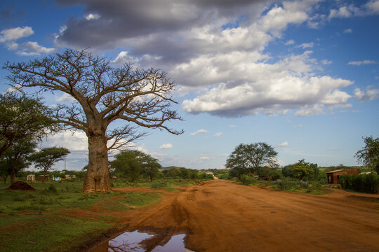 View of a majestic baobab tree standing tall against a backdrop of billowing clouds over an orange dirt road, contrasting with the lush green grass, Taveta, Taita-Taveta County, Kenya.