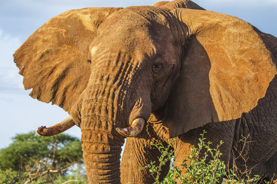 Fototapeta View of an elephant with large ears, and tusks, standing amidst the lush green bushes under a partially cloudy sky, Taveta, Taita-Taveta County, Kenya.