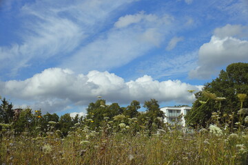 church, countryside, wildflowers, summer meadow, blue sky, clouds, rural landscape, nature, scenic...