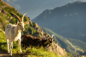 Wild ibex roaming alpine peaks of the stunning Dolomites mountains