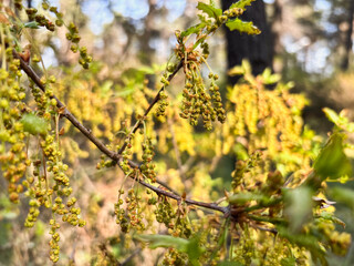 Branch with Oak Catkins and New Spring Leaves