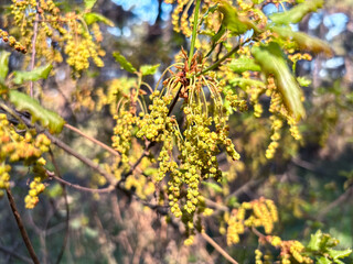 Close-up of Oak Tree Catkins in Spring