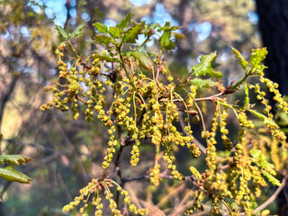 Oak Tree Branch with Flowers and Leaves in Springtime