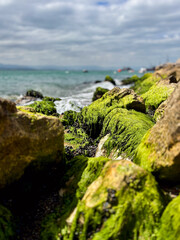 Close-up of Green Moss on Rocks with the Sea in the Background
