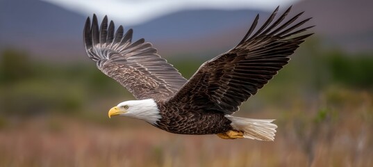 Obraz premium Majestic Bald Eagle Soaring Gracefully Above Snow-Capped Mountains Under Dramatic Grey Skies