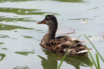 Wild duck on the water