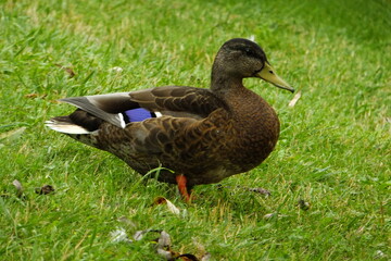duck on the grass