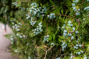 Cypress, medicinal plant, protector of the vascular system, vasoconstrictor, anti-inflammatory and astringent, cupressus sempervirens