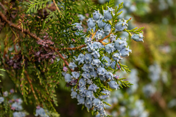 Cypress, medicinal plant, protector of the vascular system, vasoconstrictor, anti-inflammatory and...