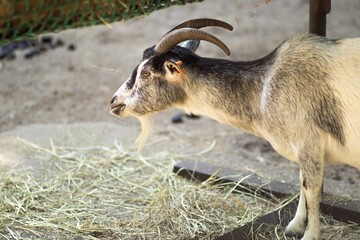 Goat standing beside hay on a farm, showcasing its unique features and natural habitat, embodying the essence of rural life and animal husbandry practices