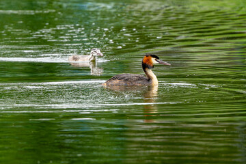 Great Crested Grebe Swims In The Lake