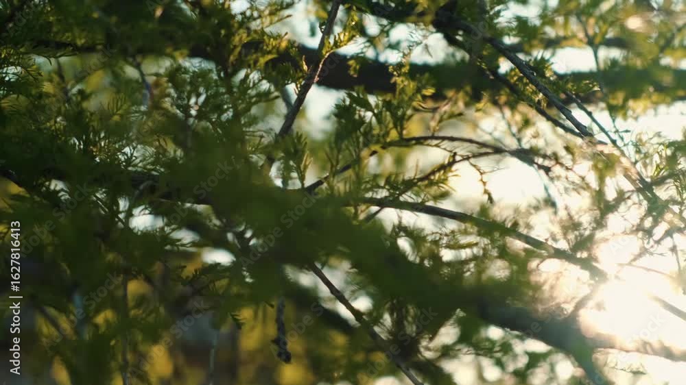 Aufkleber blurry view of branches and leaves of tree with sunlight filtering out of canopy.