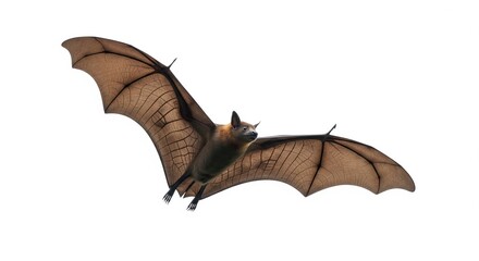 Fototapeta premium Large Flying Fox Bat Isolated White Background