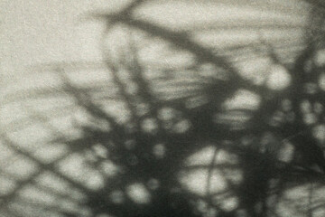 Foliage and leaf shadow background. Act as nature backdrop.