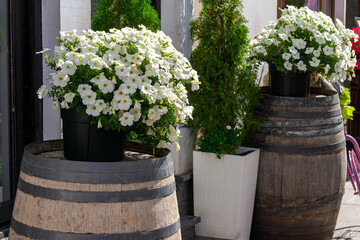 White flowers in pots placed on wooden barrels in front of a venue, rustic-style decoration with...