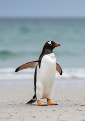 Naklejka premium wings outstretched and one leg raised. penguin has a black head, white belly,King Penguin Aptenodytes patagonicus Chicks in Creche in the rain.a Gentoo penguin standing on a sandy beach 