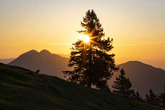 View of a majestic tree silhouetted against the radiant sunset, its branches reaching towards the golden sky, casting long shadows across the landscape, Stahovica, Kamnik, Slovenia.