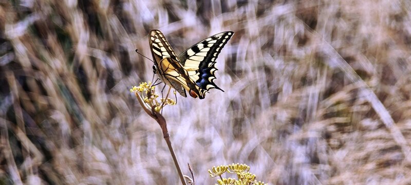 Schwalbenschwanz auf Stock
