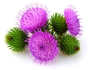 Close-up of purple thistle flowers
