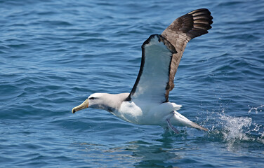 Take-off of a Salvins albatross (Thalassarche salvini) near Kaikoura (New Zealand)