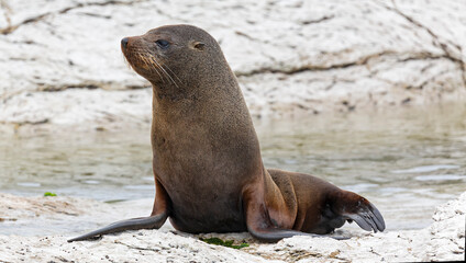 Close-up view of a male New Zealand Fur Seal (Arctocephalus forsteri) near Kaikoura (New Zealand)
