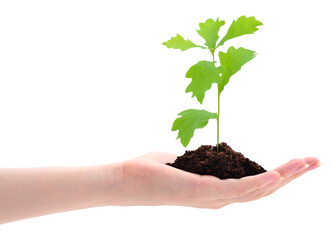 Hand holding a sprout.