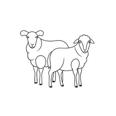 Sheep on white background