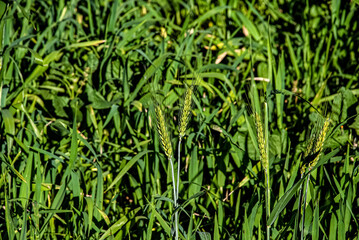 green grass background
