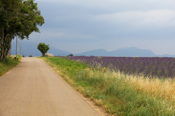 Country road next to a lavender field in Provence, France