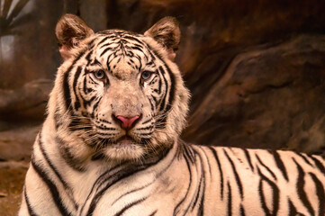 Close up portrait white tiger looking at camera