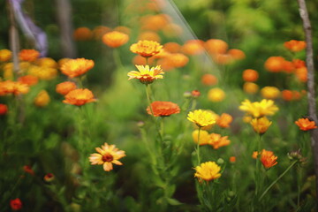 Bright pink wildflowers growing against a textured deep blue background, creating a striking color contrast. Close-up composition with green leaves and soft natural light,pink flowers, wildflowers, bl