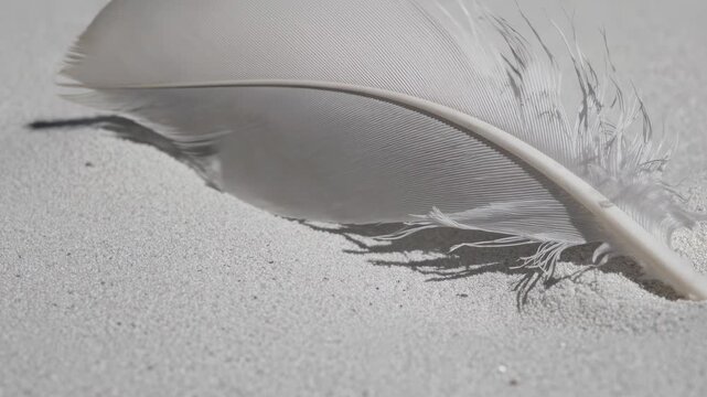 White feather gently lies on smooth sand conveying pure softness lightness stillness tranquility nature peace gentle minimal beauty found in delicate details and natural calm