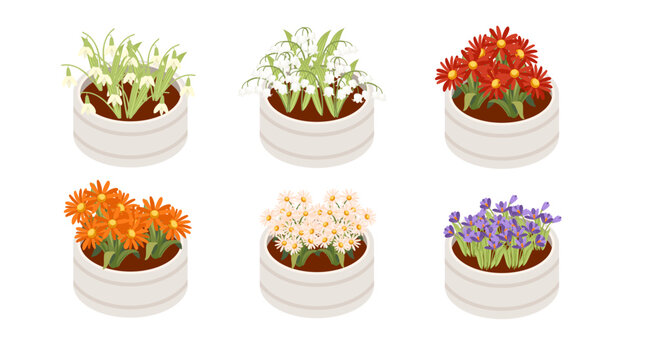 Collection of isometric potted flowers in round containers. White ceramic planters with different flower varieties. Red, orange, purple, white blooms. Vector illustration isolated on white background