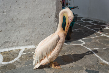 Famous Pelikan Petros in the cobbled streets of Mykonos, Cyclades, Greece