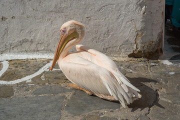 Famous Pelikan Petros in the cobbled streets of Mykonos, Cyclades, Greece