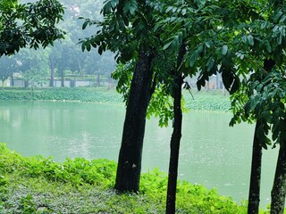 Beautiful landscape featuring a tranquil lake surrounded by verdant greenery and tall trees....