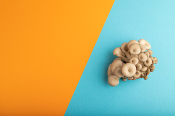 Raw Oyster mushroom, Pleurotus ostreatus on blue and orange pastel paper, Top view, copy space
