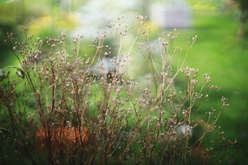 Close-up of a dry wild plant with delicate seed heads against a blurred green garden background. The soft focus and bokeh give the image a dreamy, peaceful atmosphere. Captured in natural light, this 
