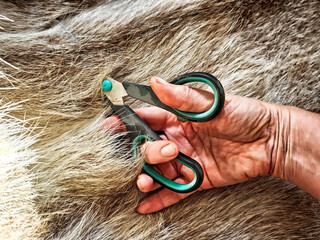 Cutting fur with precision tools for crafting at a workspace in natural light during the day