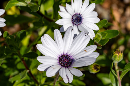 Cape marguerite. Dimorphotheca ecklonis, also known as Cape Marguerite, African daisy, Van Staden's River , Sundays River , white daisy bush, blue-and-white daisy bush, star of the veldt, Kaapse