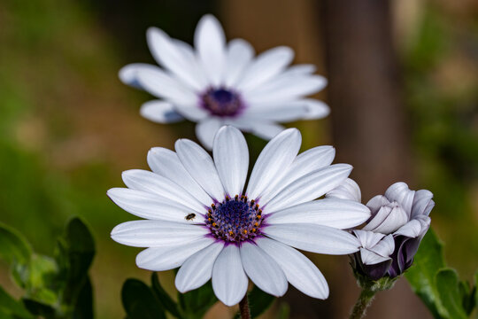 Cape marguerite. Dimorphotheca ecklonis, also known as Cape Marguerite, African daisy, Van Staden's River , Sundays River , white daisy bush, blue-and-white daisy bush, star of the veldt, Kaapse