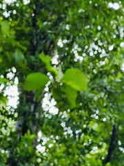 Fototapeta premium Tree branches with green fresh leaves and twigs forming intricate natural patterns in a forest