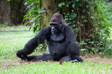 Gorilla