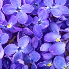 Close-up of vibrant lilac blossoms