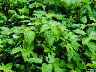 A close-up photograph of vibrant green leaves showcasing intricate texture against a natural outdoor background.
