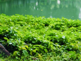 Beautiful landscape featuring a tranquil lake surrounded by verdant greenery and tall trees. Reflects the calming ambiance of nature and tranquility, providing a sense of peace and relaxation.