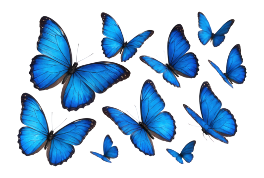 A group of vibrant blue butterflies isolated on a white background, showcasing their intricate wing patterns and vivid coloration suitable for nature and wildlife themes.